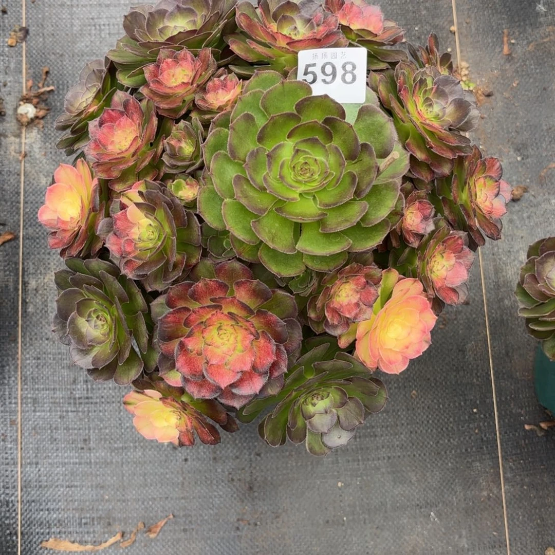 用***8无花朵598多肉法师寄养