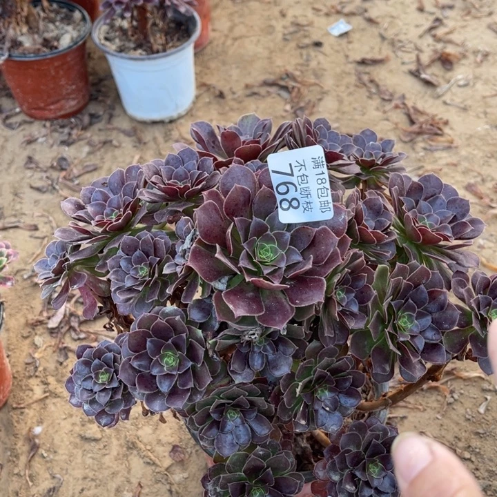 768荷兰玫瑰大手捧1