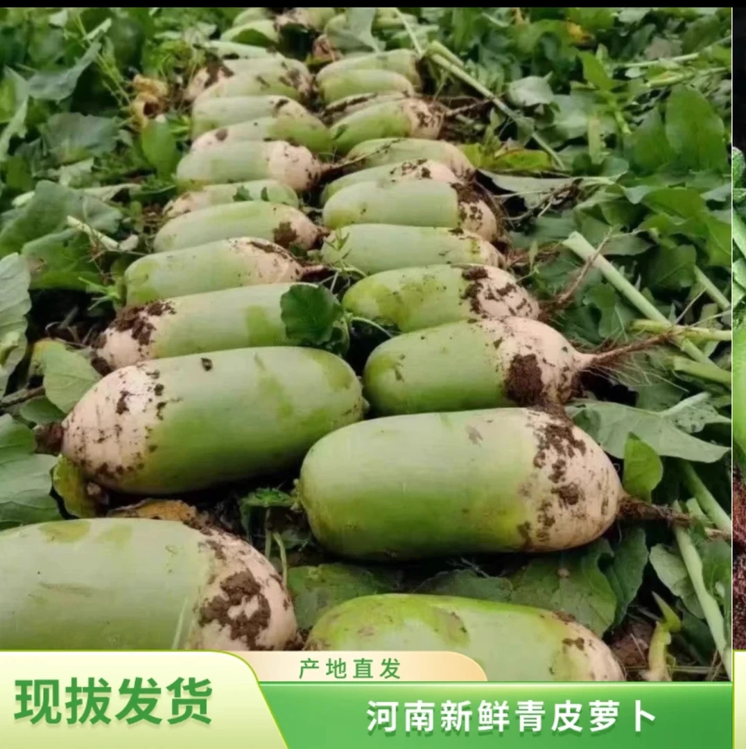 河南青皮萝卜白萝卜新鲜现挖现发农家自种辣萝卜时令蔬菜