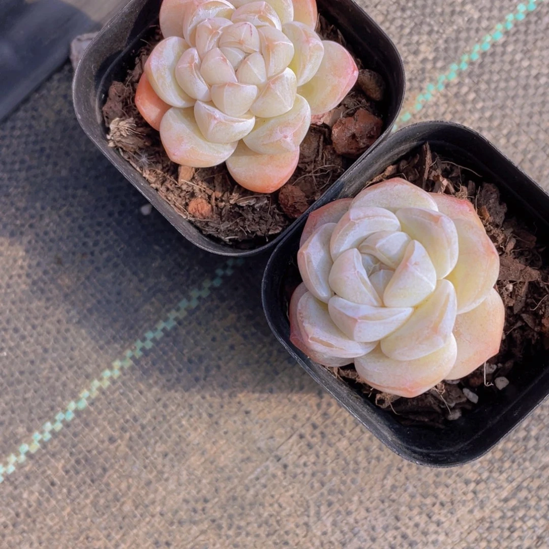 1145号 雪媚娘加大白兔