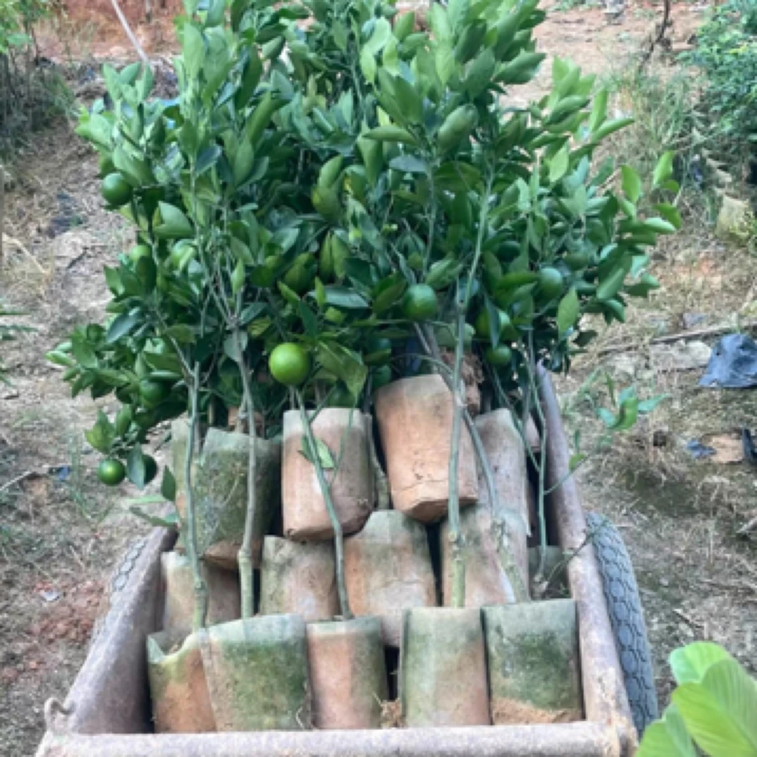 广西皇帝柑苗，又称贡柑，古代进贡宫廷之果 清甜无渣
