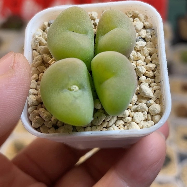 佳人园艺多肉生石花孔卡福713