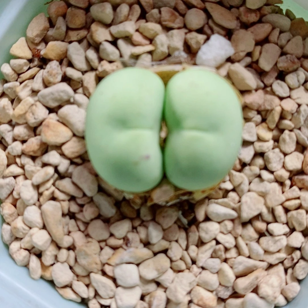 小***泡生石花花花花花花花花833