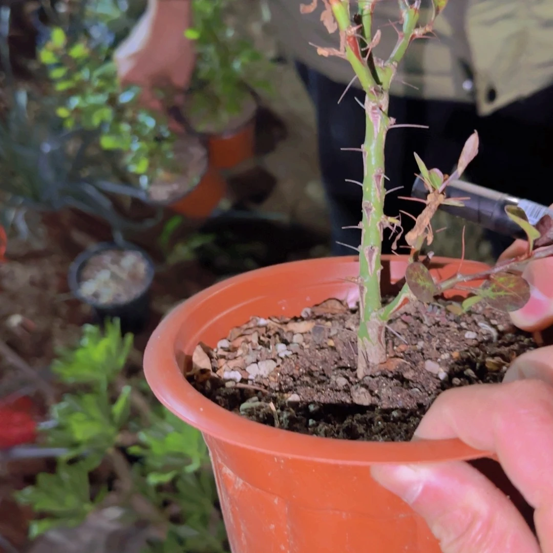 w***s块根植物块根植物