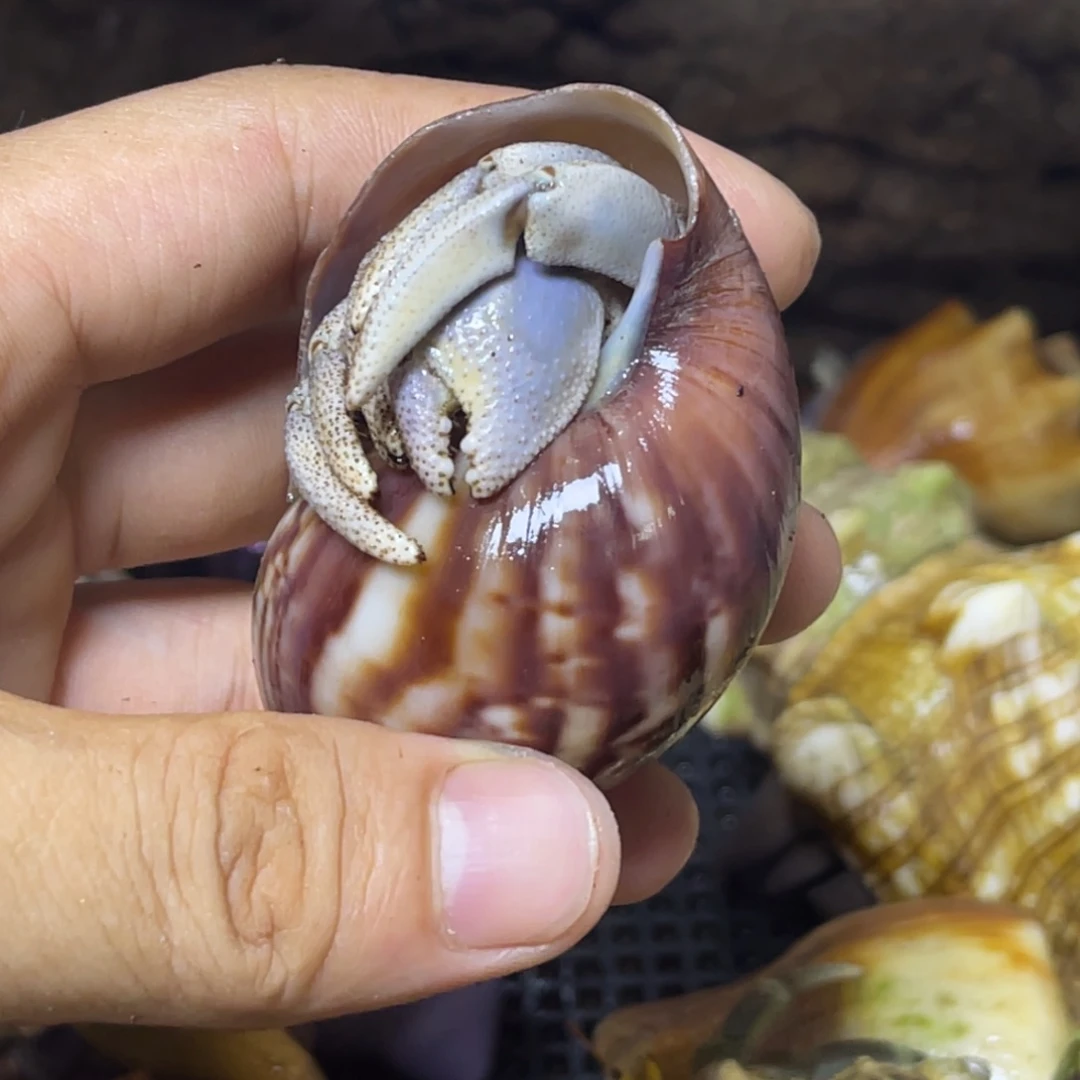 蓝白大里拉寄居蟹