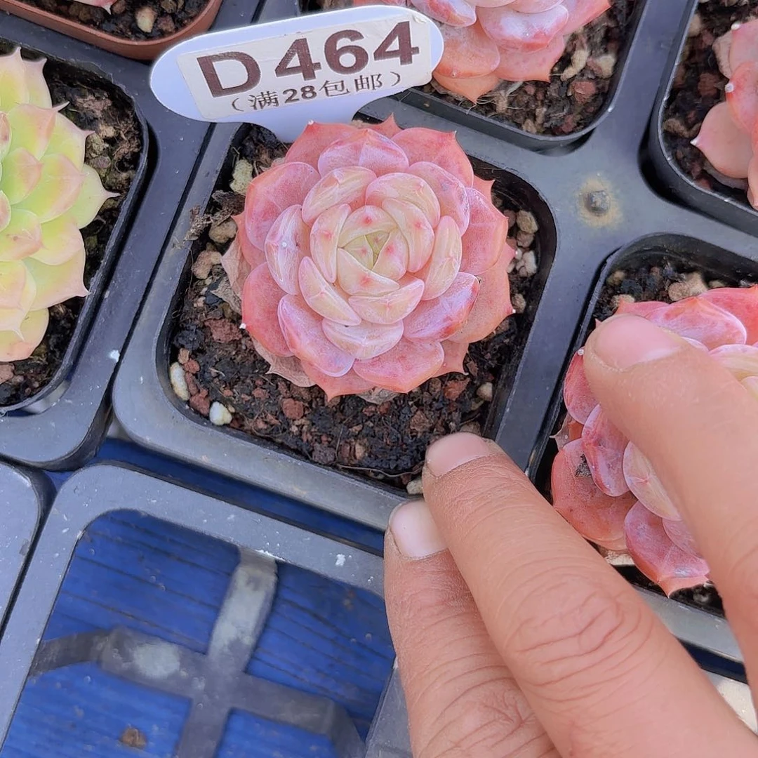 D464凌霄一物一拍