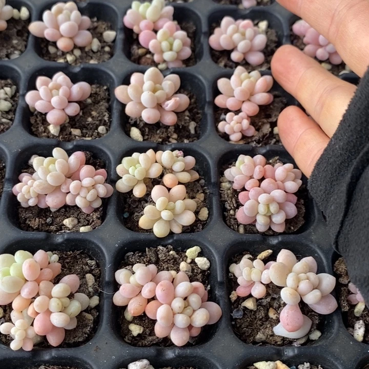 123 多肉植物盆栽花卉