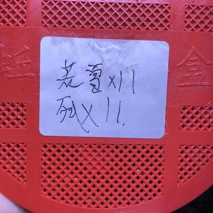 紫陆寄居蟹若雪链接