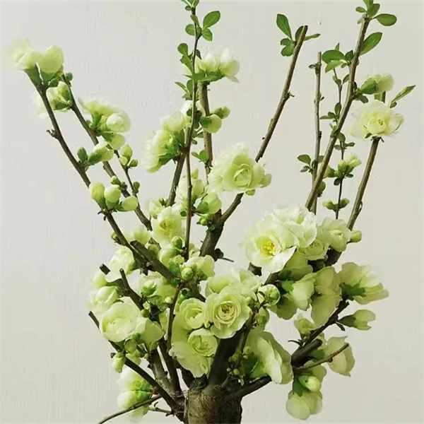 原生绿宝石海棠绿海棠盆景耐寒室内阳台花卉绿植