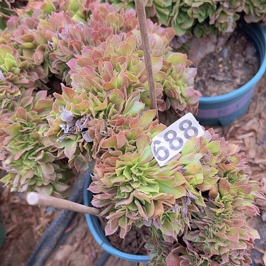 君***军多肉植物一个玫瑰