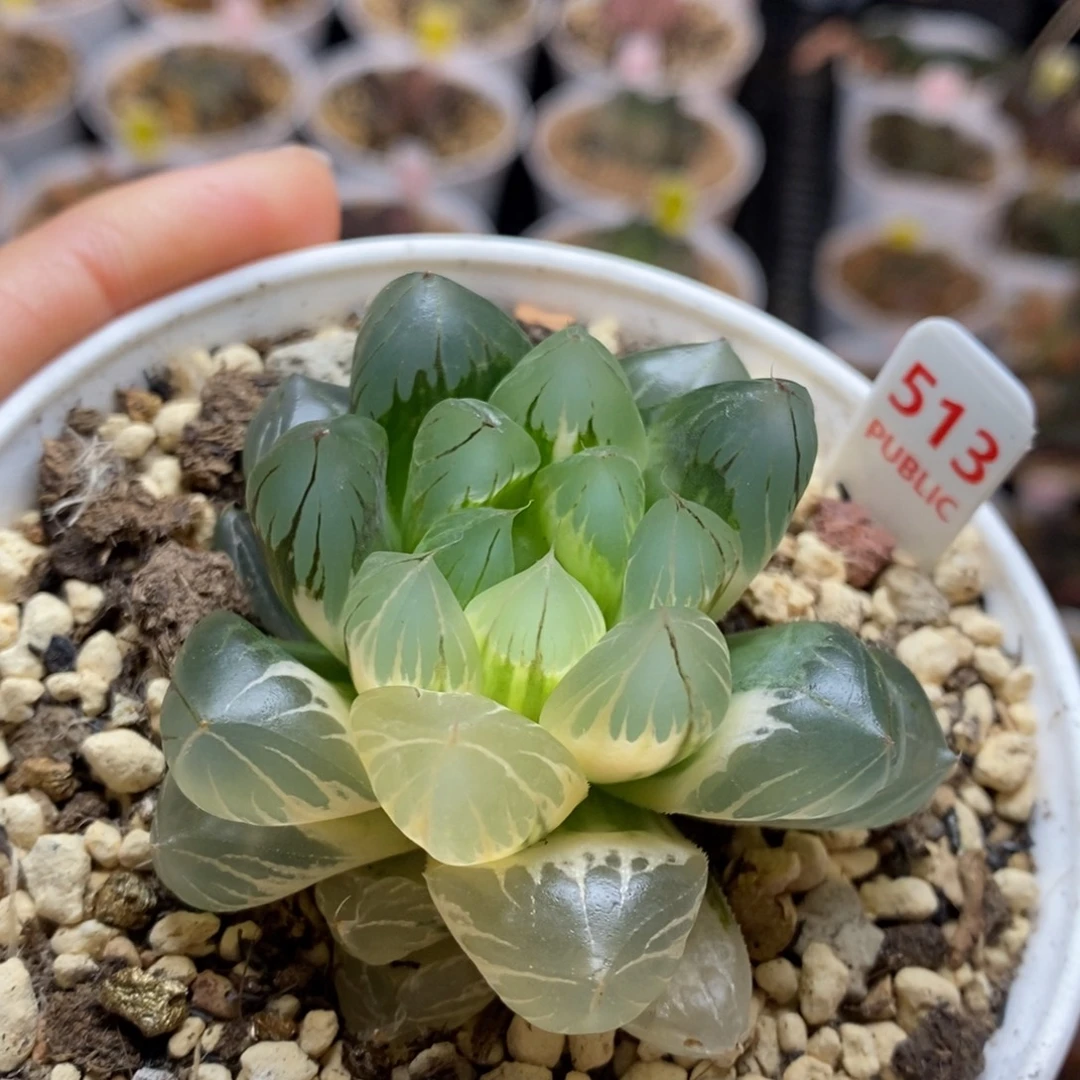 513号水晶x冰川玉露锦