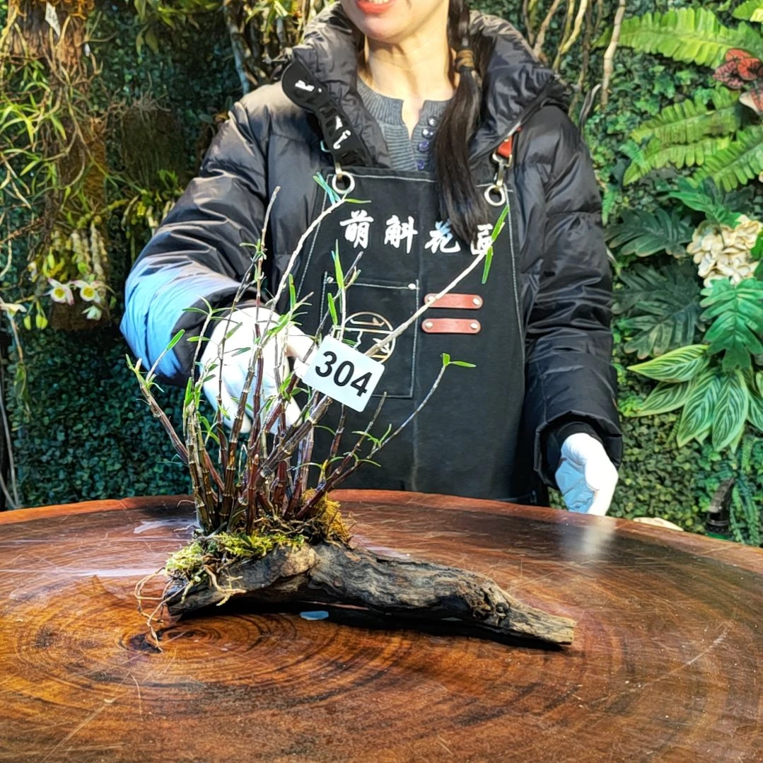 【闪购商品】304姬竹叶花