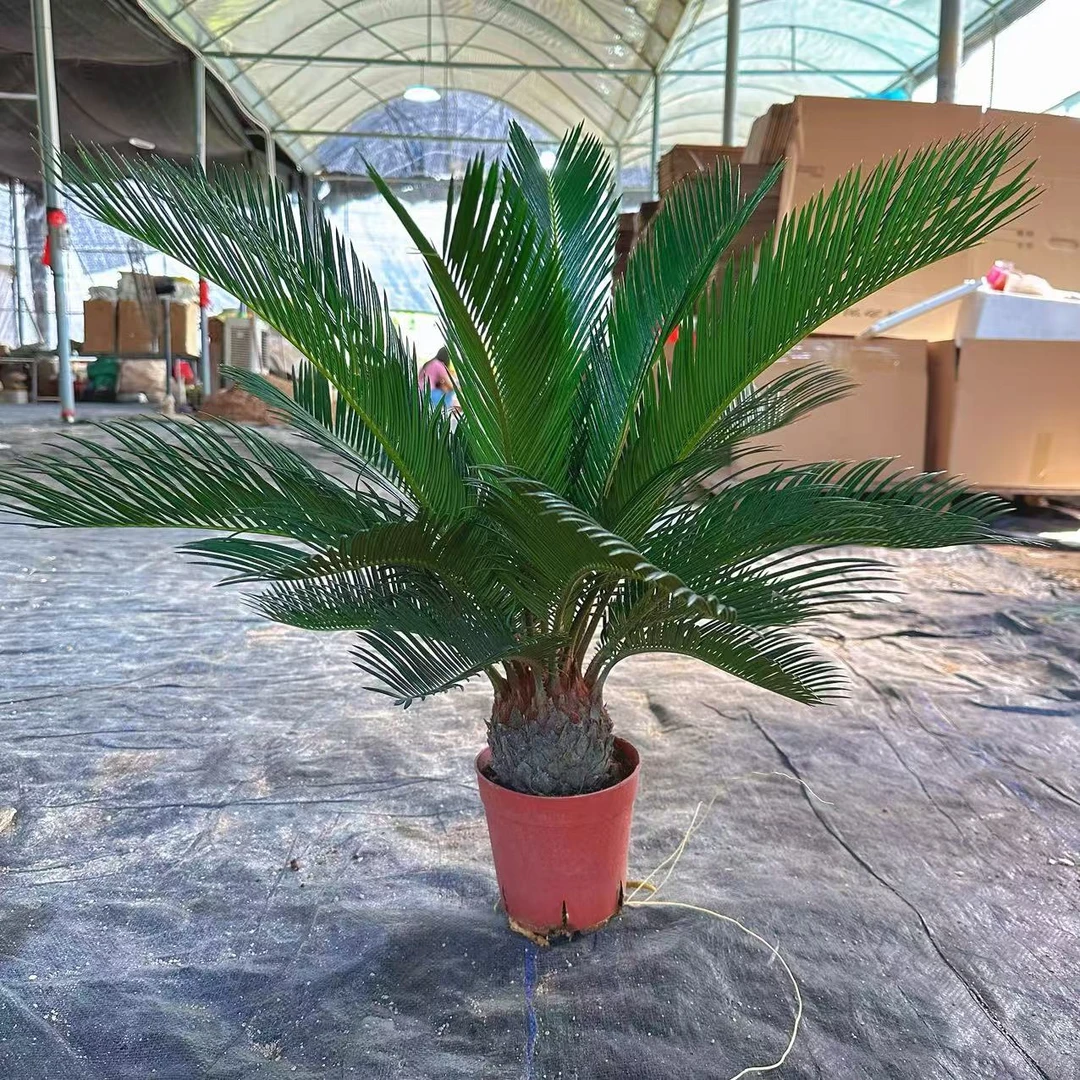 铁树基地盆绿植盆栽桌面盆栽禅意室内客厅植物四季常青好养易活