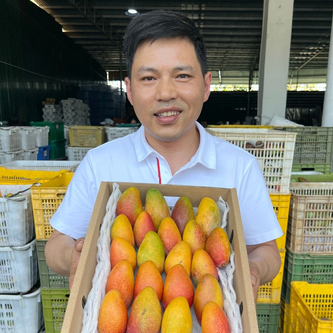 【顺丰包邮】涛子自营海南树熟贵妃芒顺丰包邮