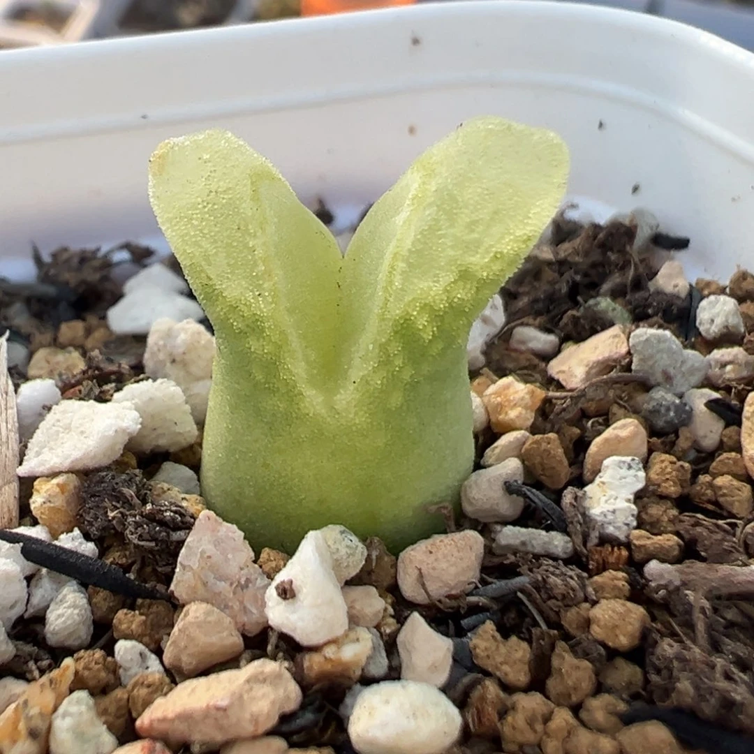 632多肉植物种类