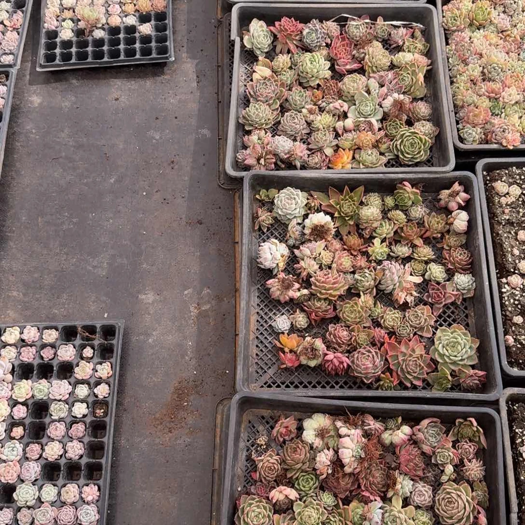 福利22-4量拍一筐不带盘