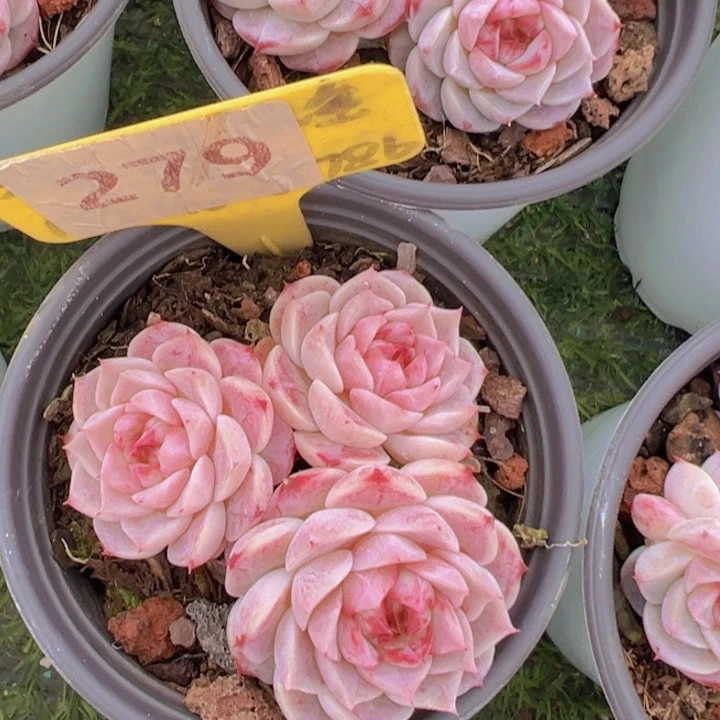 健健康康平平安安