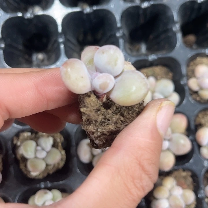 精品香蕉美人满9.9包邮