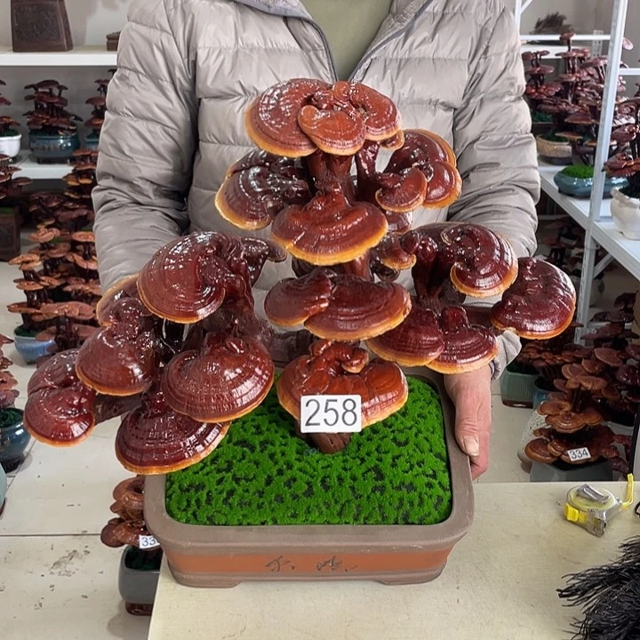 用****6258000000000000000