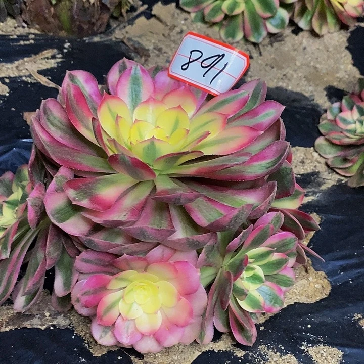 倾城老桩去捧花891号