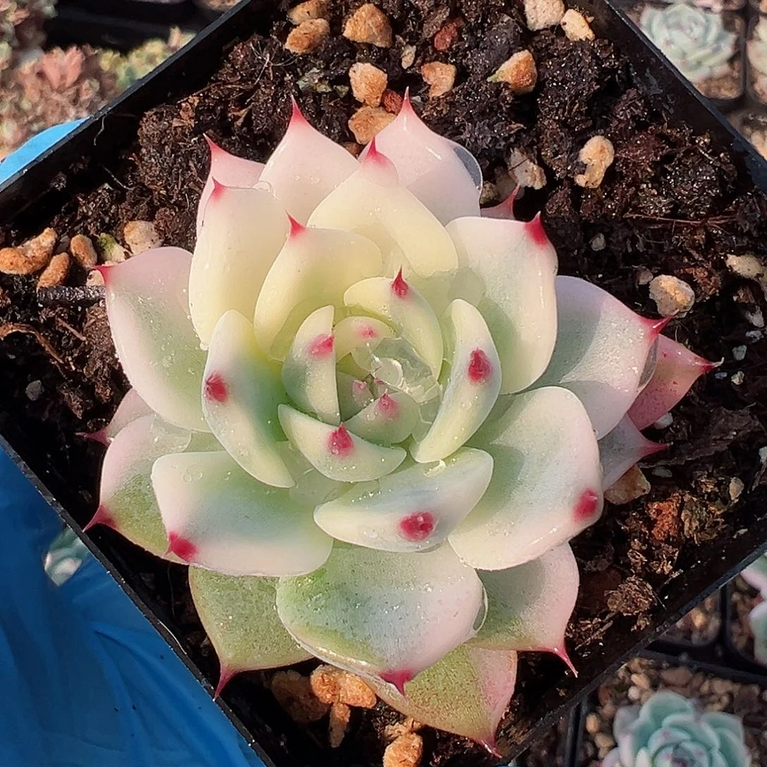 吉娃娃锦，半覆轮锦