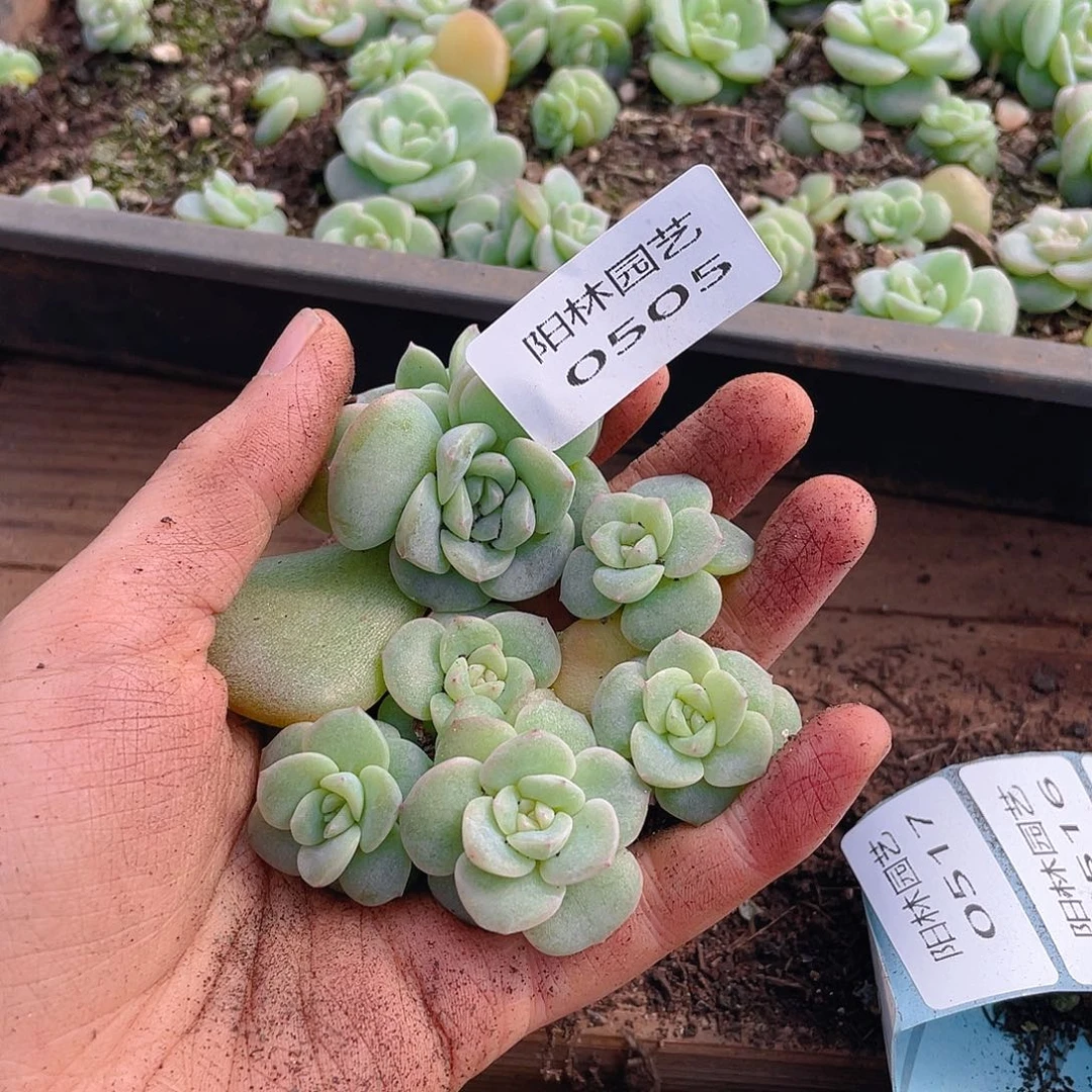 多肉植物多肉植物505