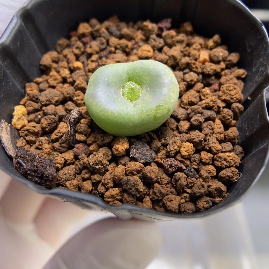 多肉植物肉锥杂交K-4291 勋章杂