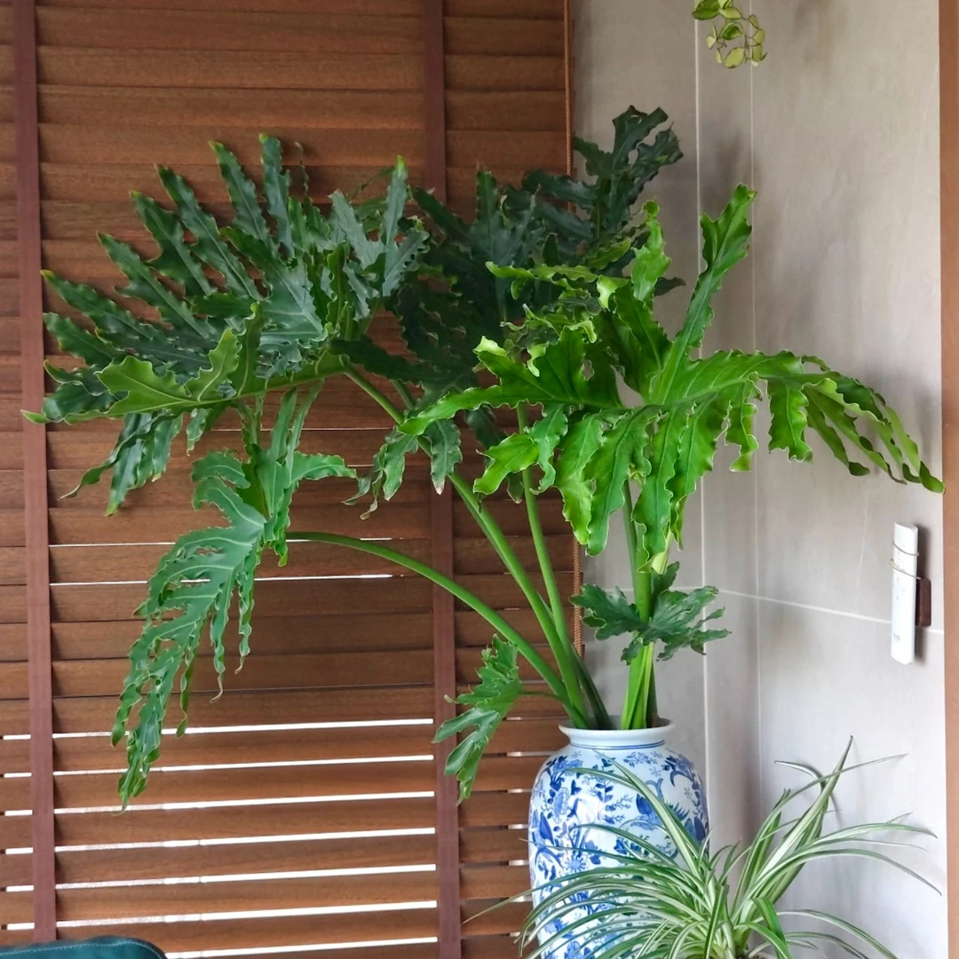 (带根龙鳞老桩)龙鳞春雨水培绿植净化空气室内水养可土栽客厅植物