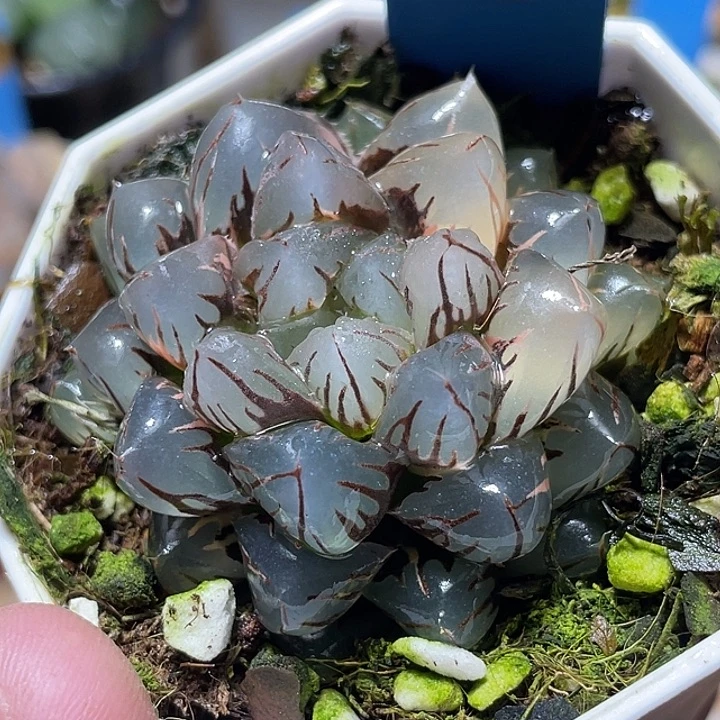 557水中月特选福利