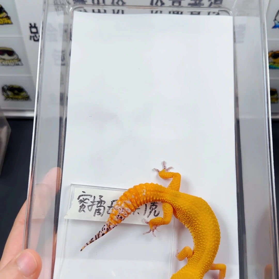 豹纹守宫豹纹守宫