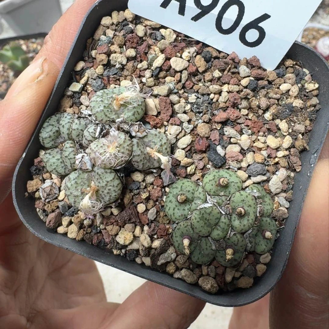 A906 一盒肉锥群带盆