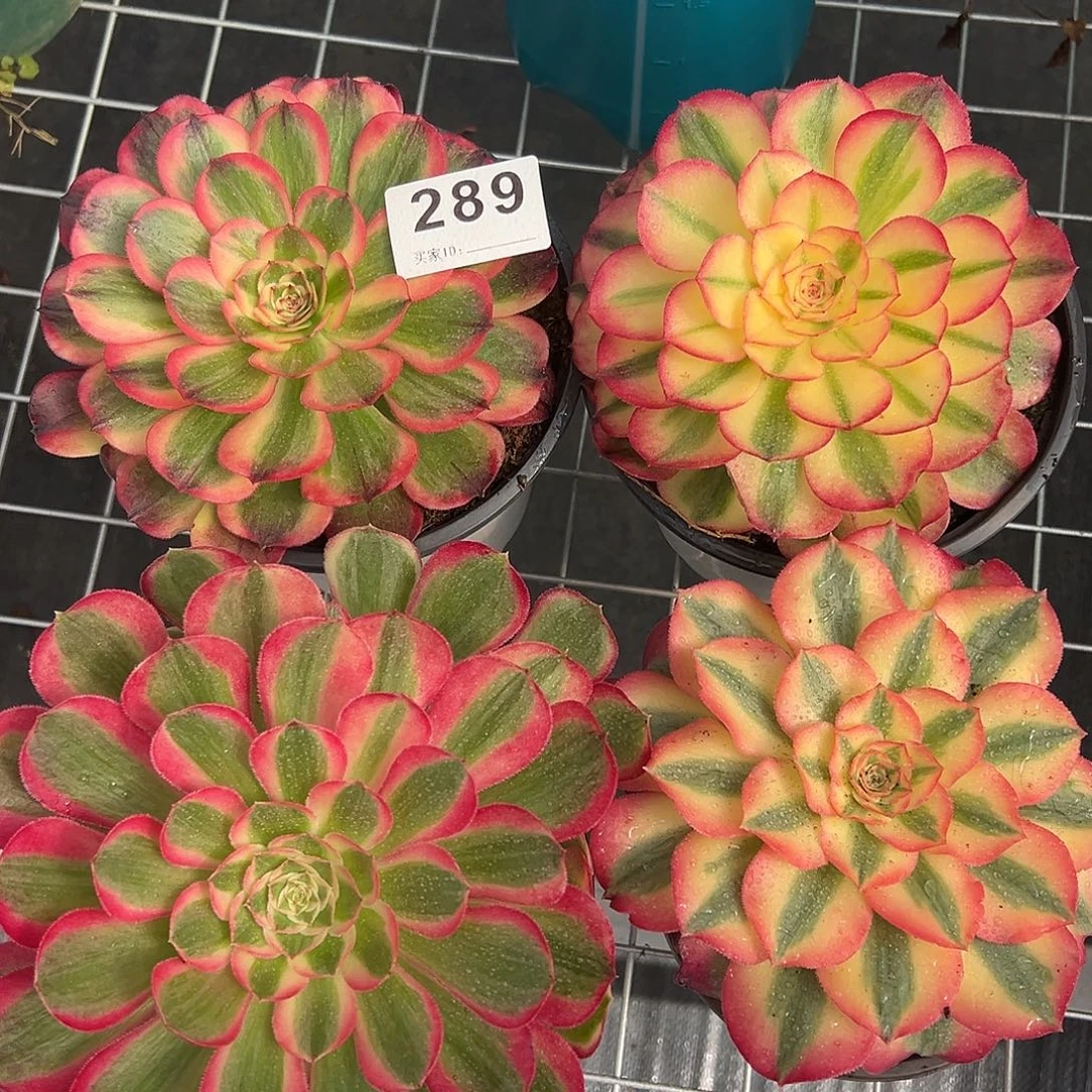 精品多肉植物289组合