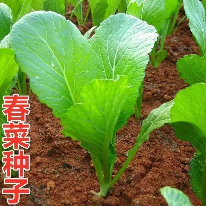 【全店满6包包邮】四季春菜种植子