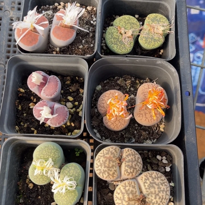 六颗双头8888888888