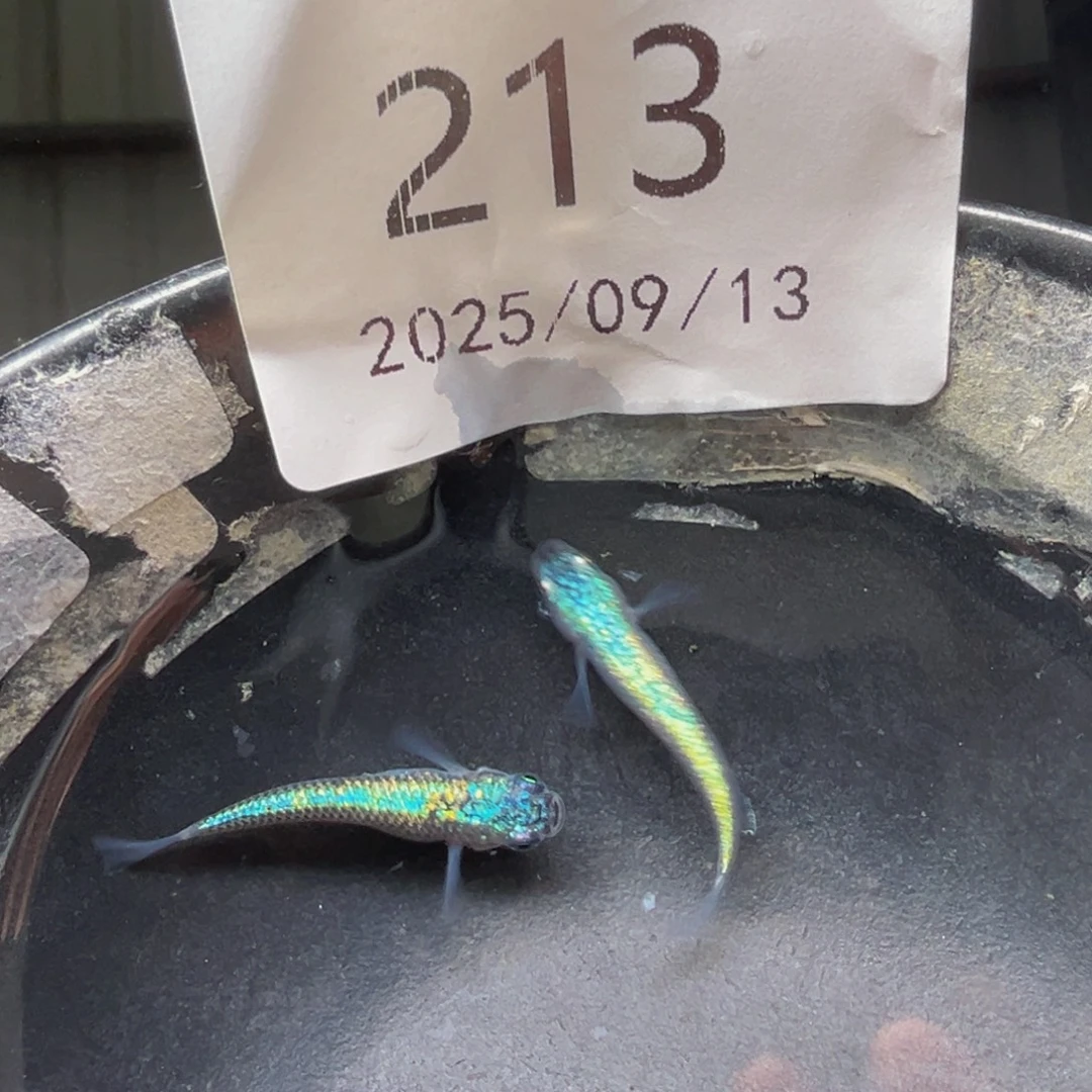 青鳉213海王星无背鳍一对