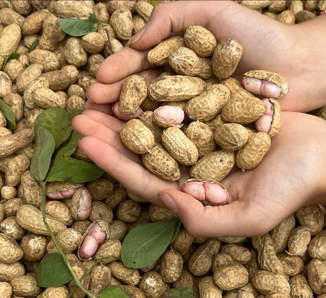 2025年新鲜现薅花生 直播间所见即所得