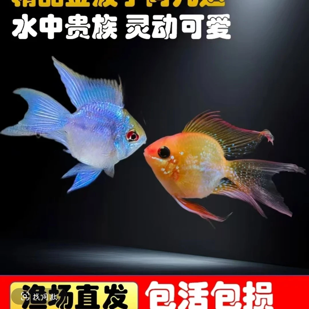 小型热带观赏鱼 短鲷科凤尾金波子观赏鱼 公主鱼（入缸后不包损）