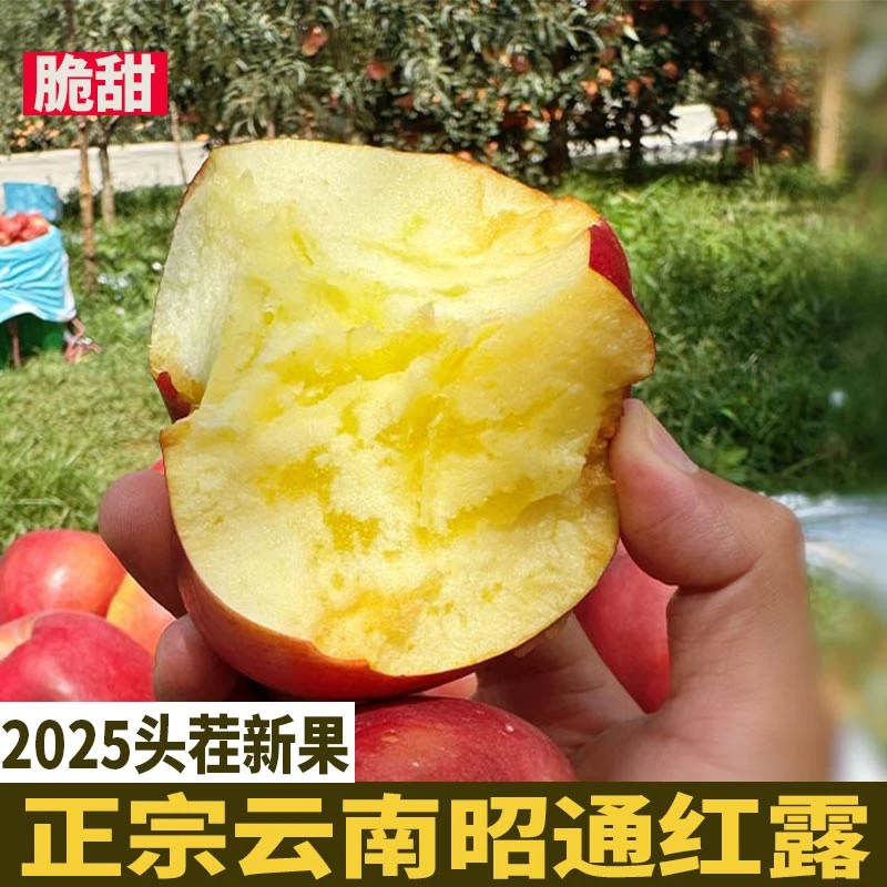 云南昭通新鲜水果苹果产地直发直播冰糖心苹果富士丑苹果