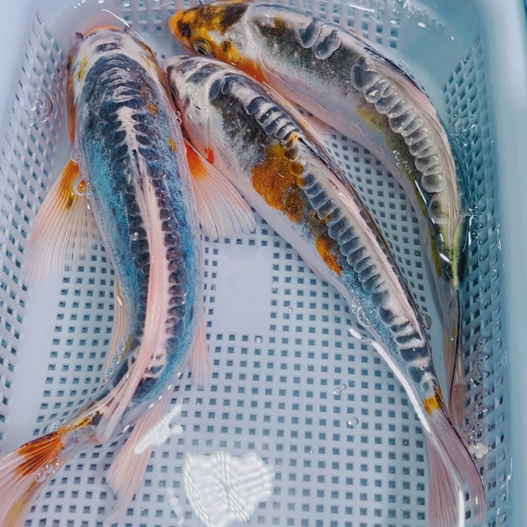 锦鲤锦鲤观赏鱼水117