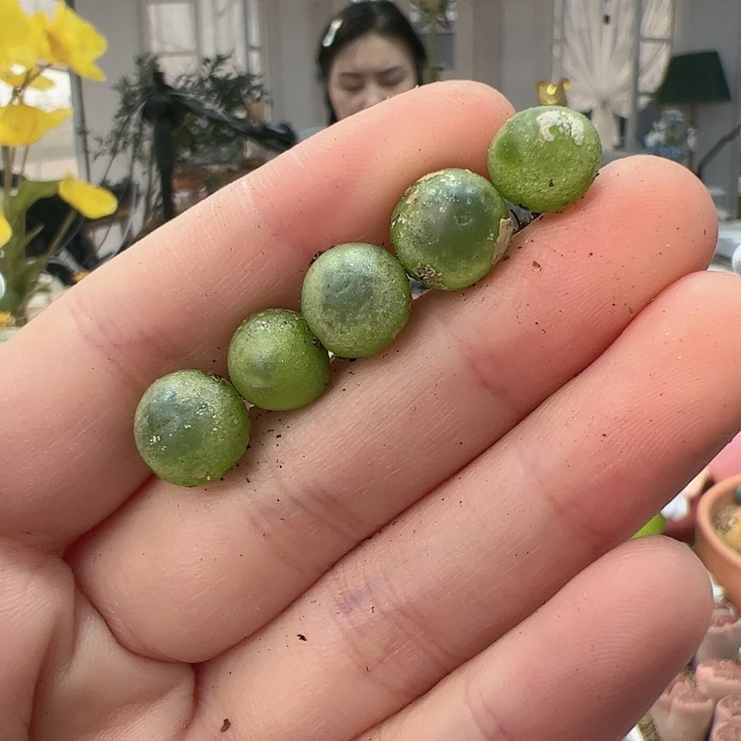 【闪购商品】300 拉登*5