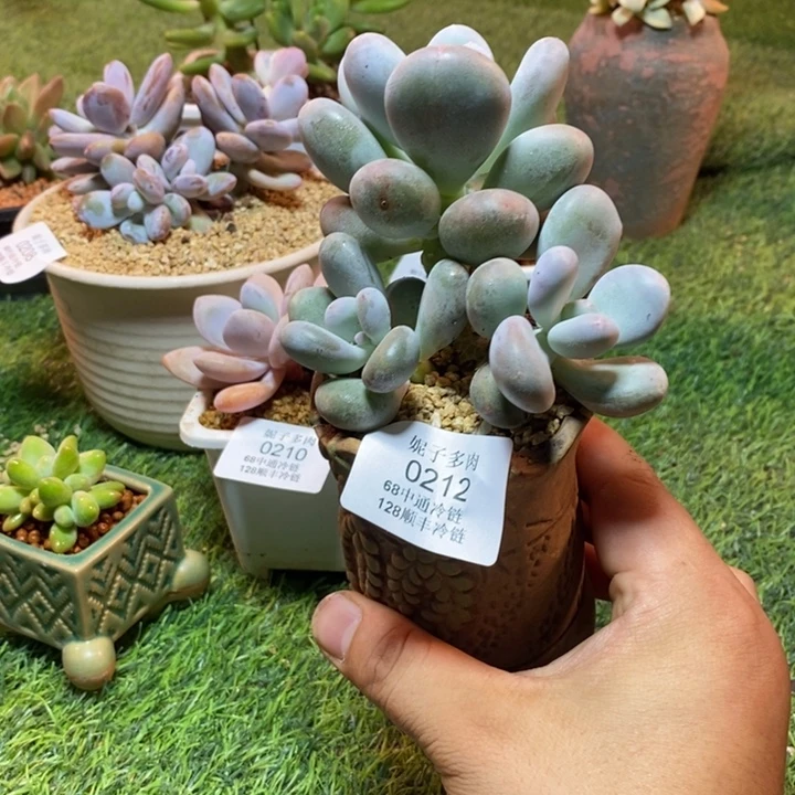 0212啊啊啊啊啊啊啊啊啊啊啊