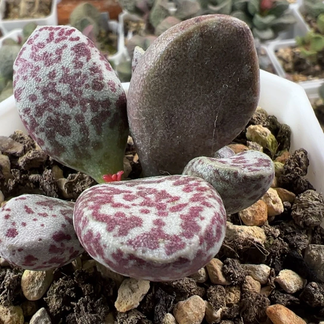 变异圣诞糖果多头纯木质桩