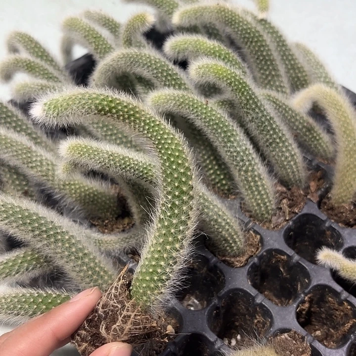 九尾狐10颗多肉植物