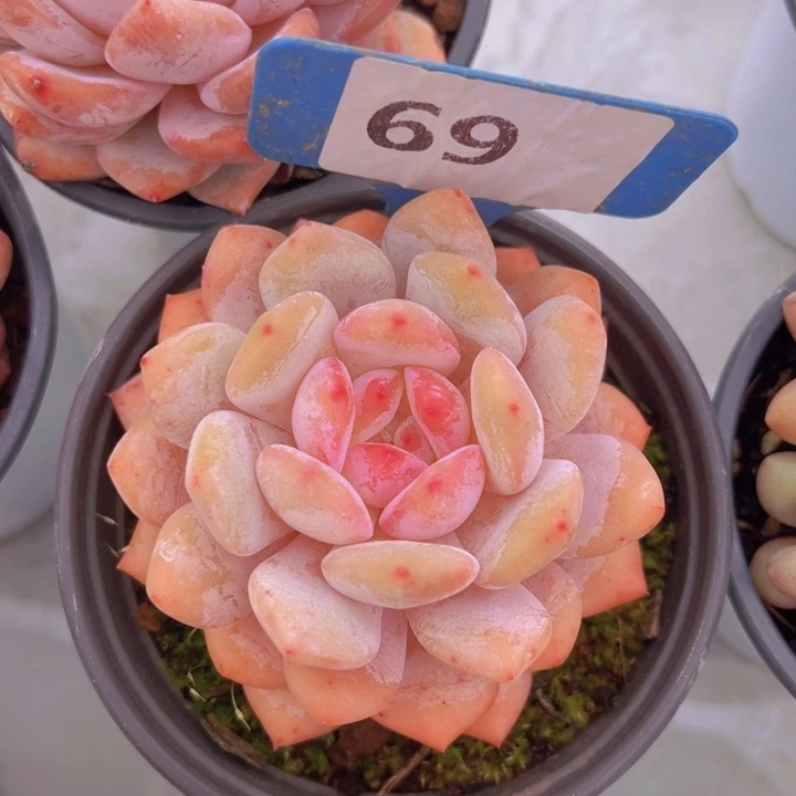 健健康康平平安安