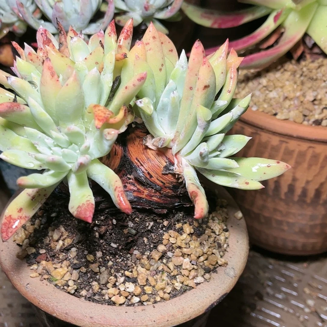 9559蓦然一仙女杯多肉