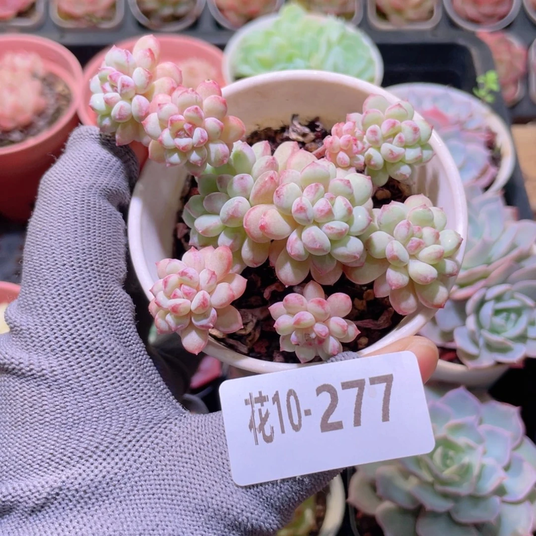 花利美 10-277珍珠豆