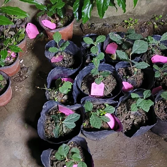 无花朵紫园很小很小