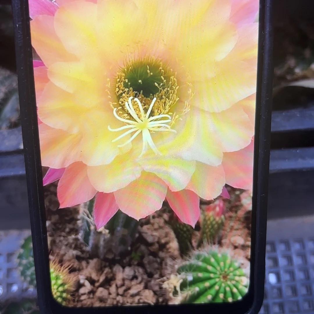 法三彩侧牙20包邮仙人球3