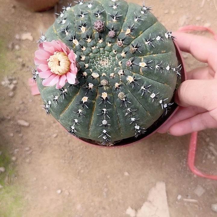 可***丽哈哈哈哈哈哈哈哈哈