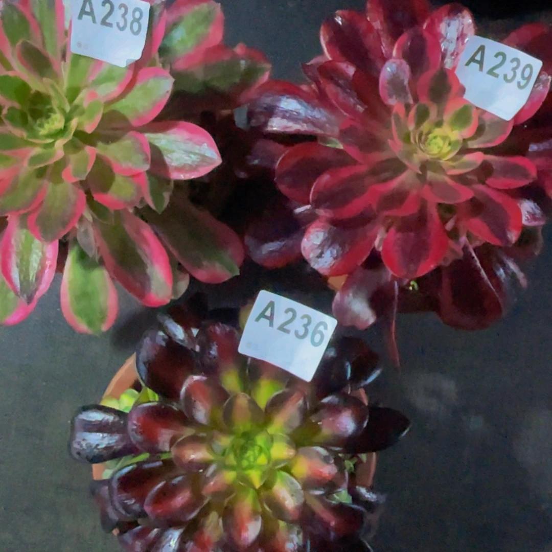 美杜莎239女巫238华纳236福利出了